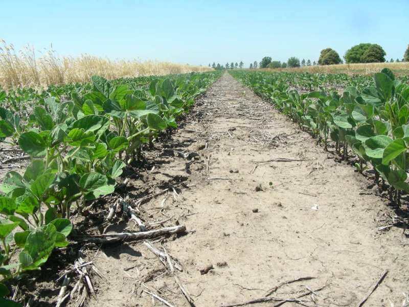 Soja sin cultivo de cobertura