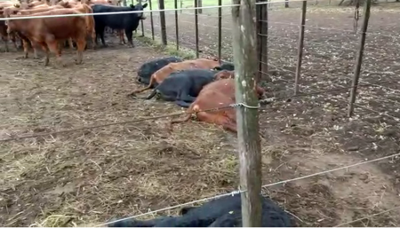 terneros centella tapalque