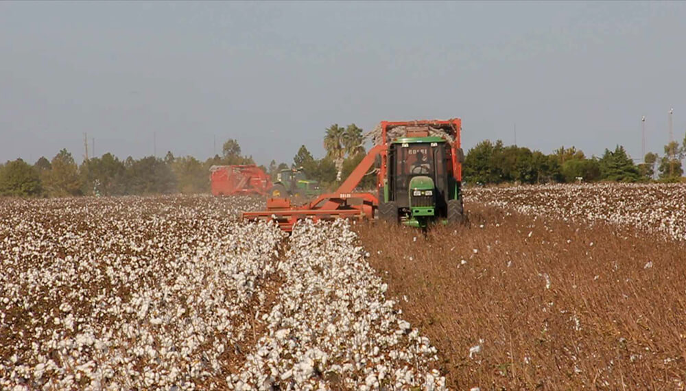 cosecha de algodón