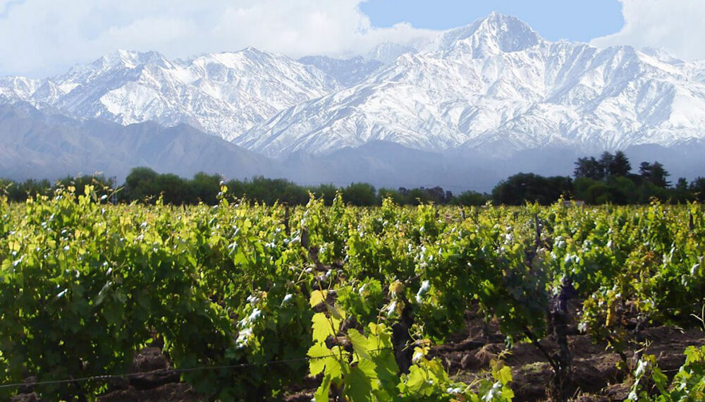 montañas con nieve y viñedo