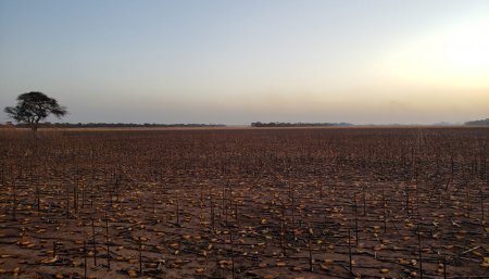 incendio campos maiz