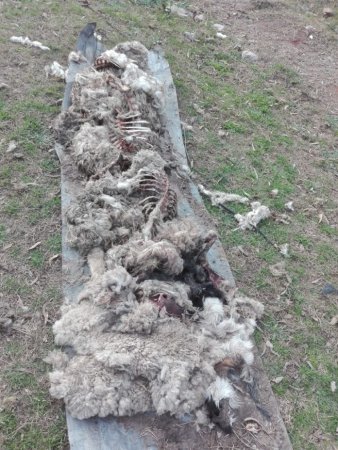 ovejas atacadas por pumas 696x928 1