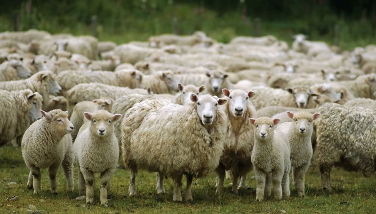 ovinos ovejas corderos