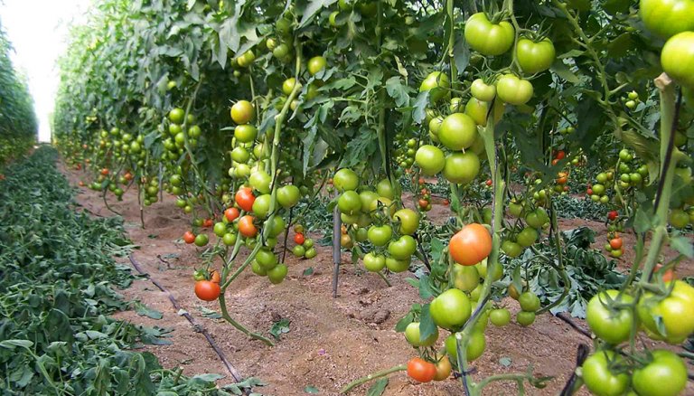 tomate invernadero