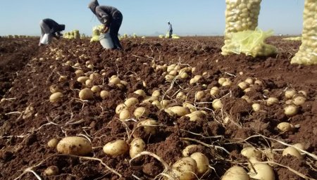 productores de papa