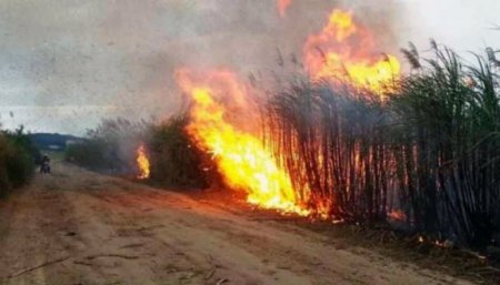 cana de azucar quema
