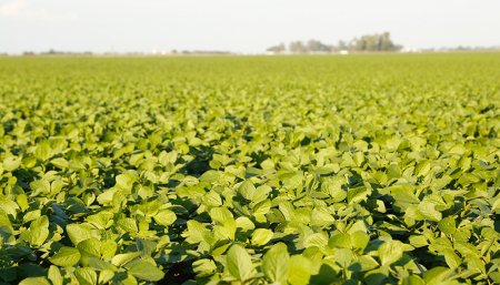 Agricultura - Campo - Soja