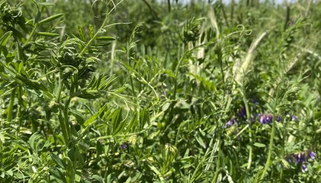 cultivos multiespecie aapresid