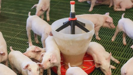 Agronegocios - Cerdos - Rosporc