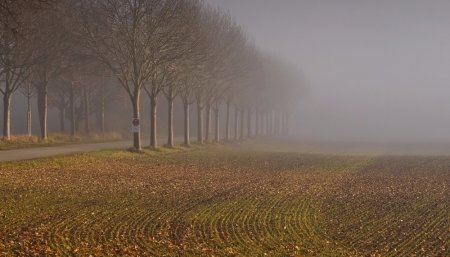 Clima - Neblina - Campo