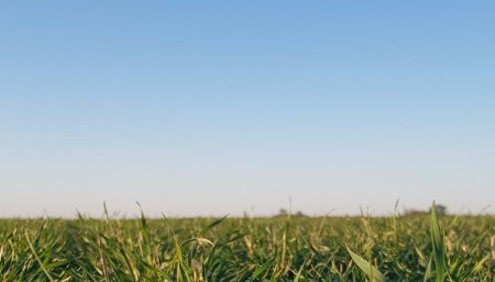 Clima - Tiempo despejado - Trigo