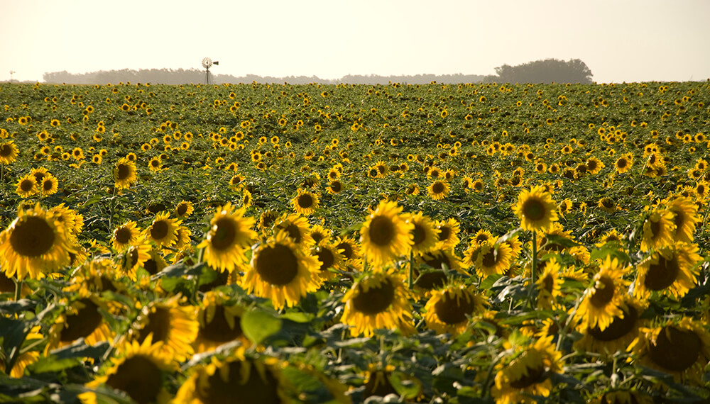 Cultivo de girasol 1