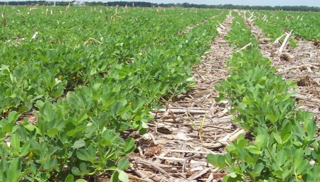 Crecimiento vegetativo de mani