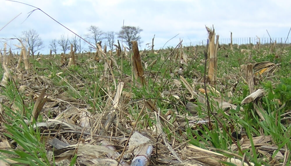 Lote de trigo sembrado sobre maiz