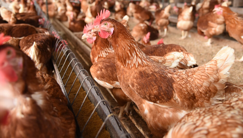 chewsegg gallinas ponedoras