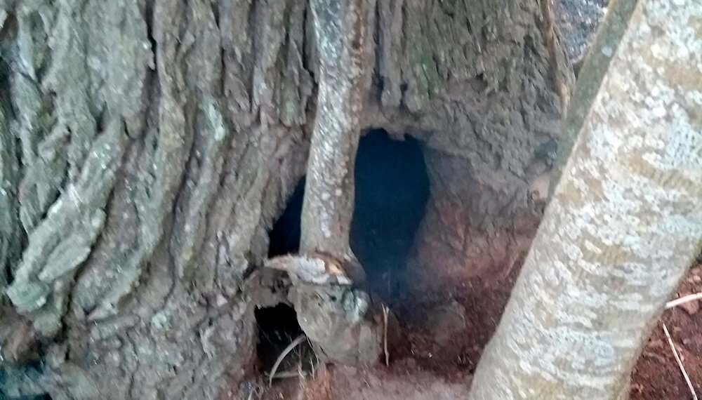 incendio arbol matheu