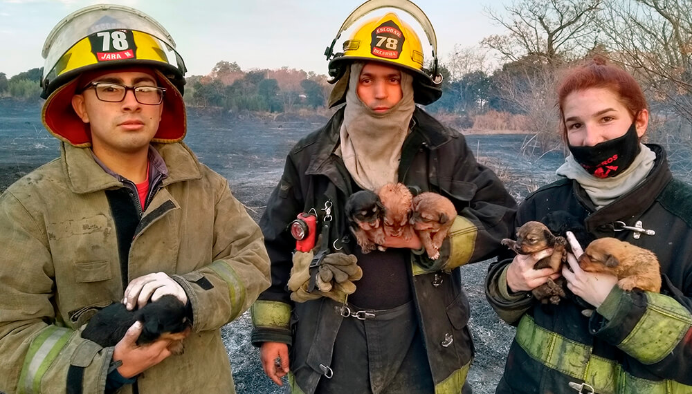 rescate cachorros matheu incendio bomberos
