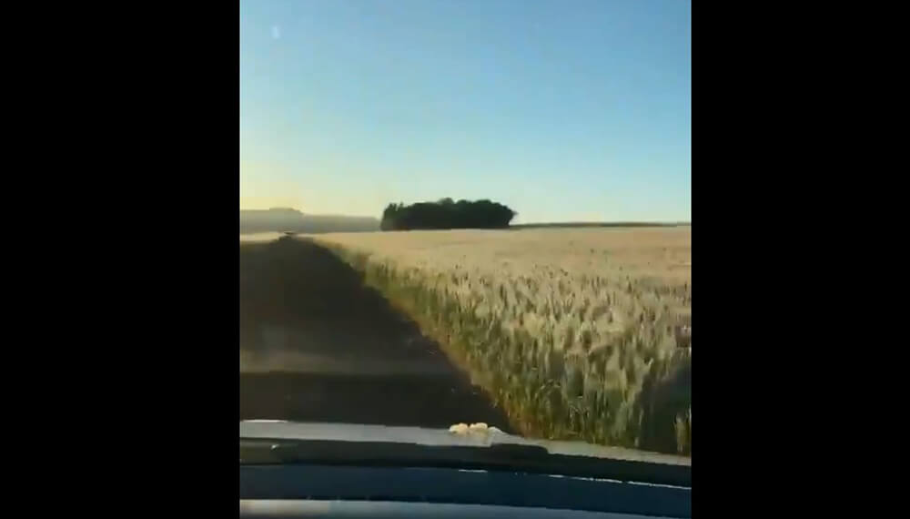 Video de heladas en Paraguay