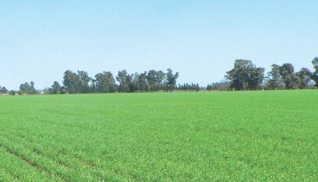 Trigo - Macollaje - Soleado