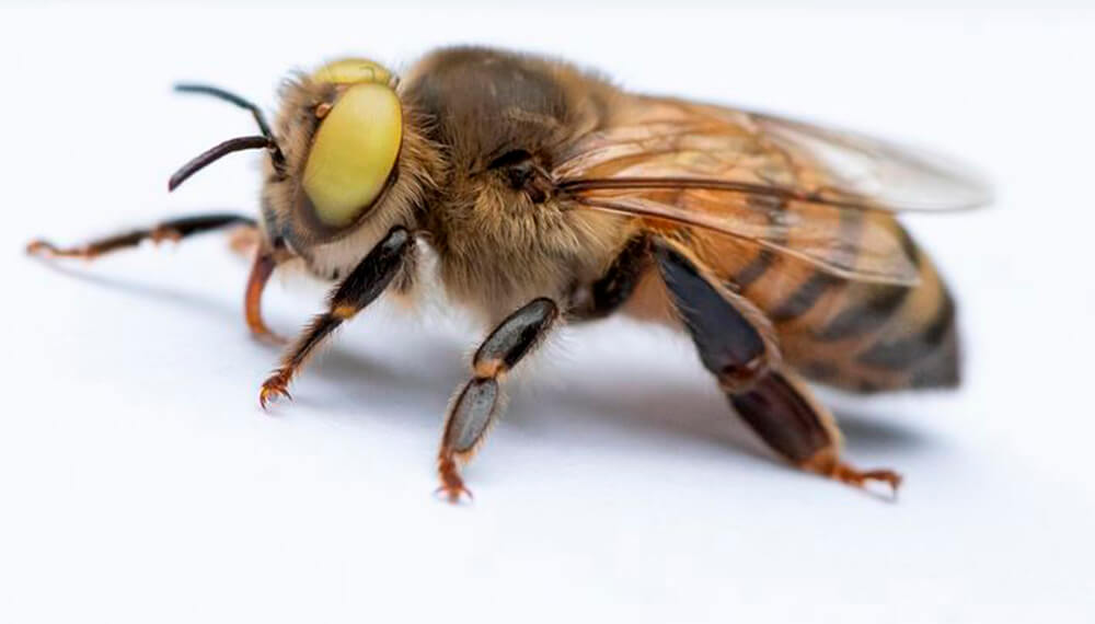 abeja