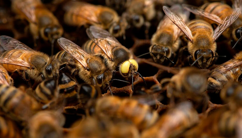 abeja macho hembra infocampo1