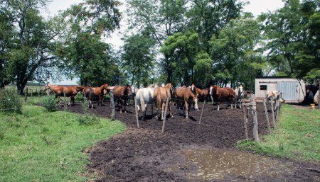 anemia infecciosa equina