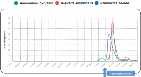 grafico summit 1