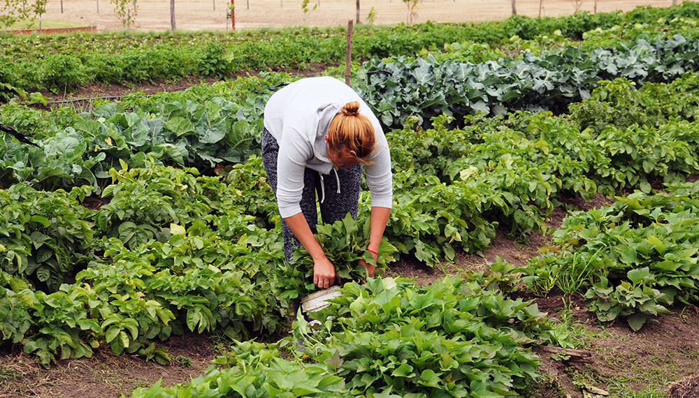 huerta invierno