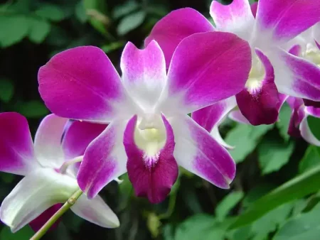 orquideas-plantas