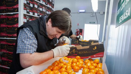 En la vuelta de los cítricos argentinos a Europa, se exportaron 140.000 toneladas 1 senasa citricos infocampo