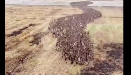 Patos - Aves - Tailandia