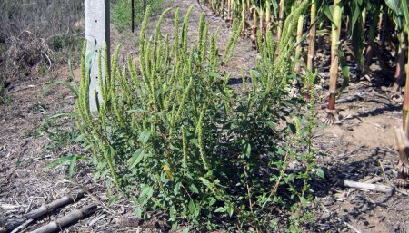 aapresid yuyo colorado