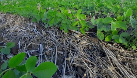 Soja naciendo sobre rastrojo de trigo