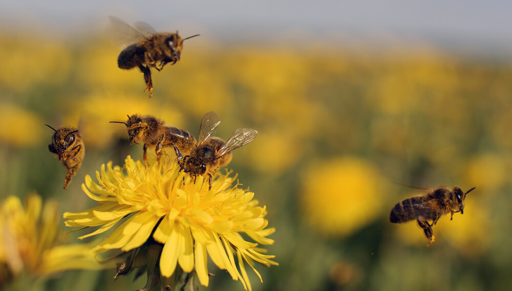 abejas infocampo