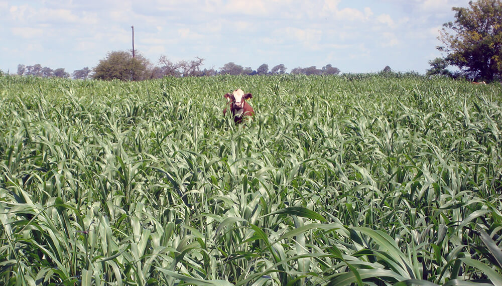 sorgo ganaderia