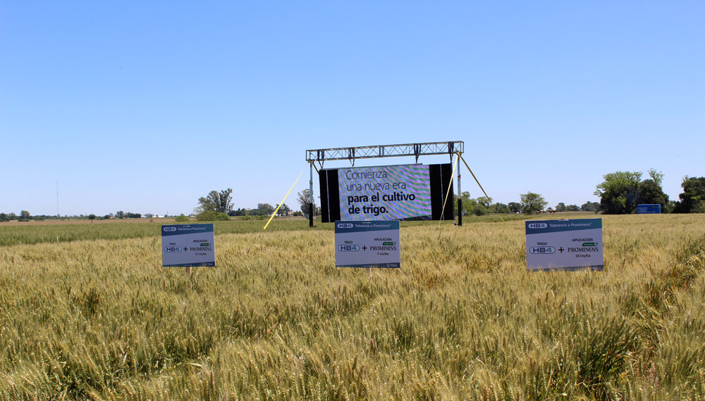 Brasil aprueba la venta de harina de trigo HB4 desde Argentina