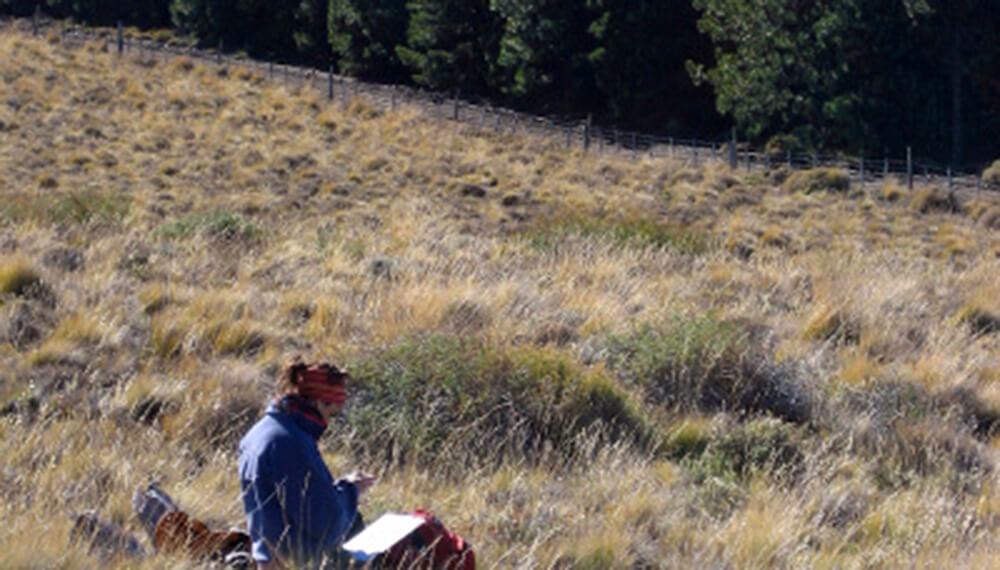 Revelan que la forestaci&oacute;n con pino secuestr&oacute; m&aacute;s carbono que la nativa en la Patagonia