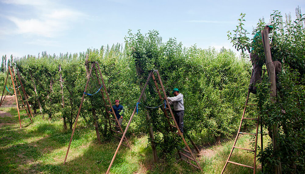 trabajadores rurales infocampo