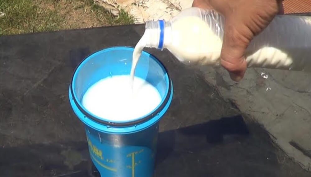 Asesino Parlamento pantalla Fungicida casero hecho con leche, súper eficaz para eliminar hongos de la  huerta