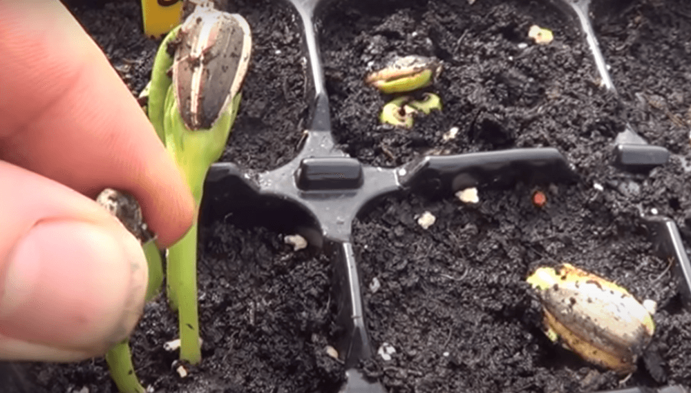 Cómo cultivar girasol con un método casero para la huerta del hogar