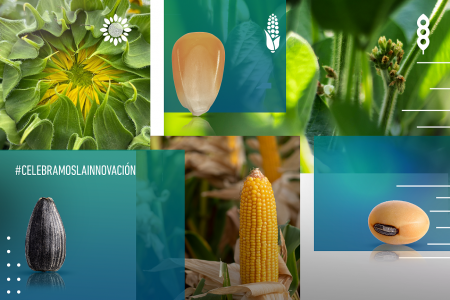 La marca que volvió a Argentina hace un año y prepara dos nuevos híbridos para 2021