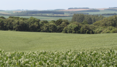 Ciudad de Passo Fundo, en Brasil, con soja