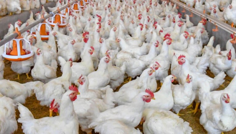 Los pollos parrilleros vuelven a tener compensaciones por los perjuicios del “dólar agro”