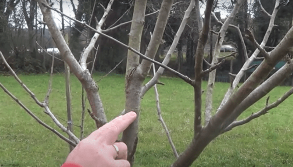 El procedimiento para realizar un injerto en árboles frutales en forma  práctica y sencilla