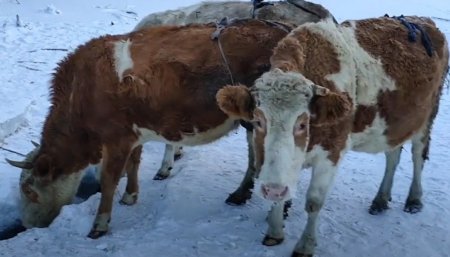 vacas siberia infocampo