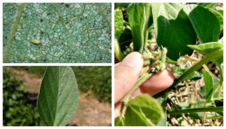 Monitoreo de plagas - trips, isoca bolillera