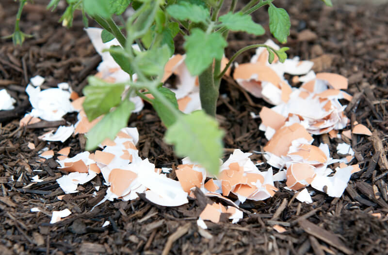 Cáscara de huevo para las plantas