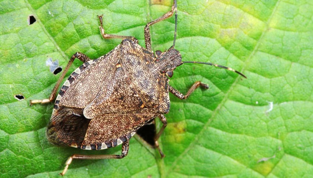 Oruga cortadora en maiz