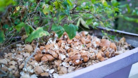 Cáscara de huevo para las plantas