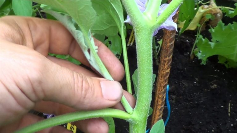 Berenjenas: cómo realizar la poda y tutorado para el cultivo en la huerta